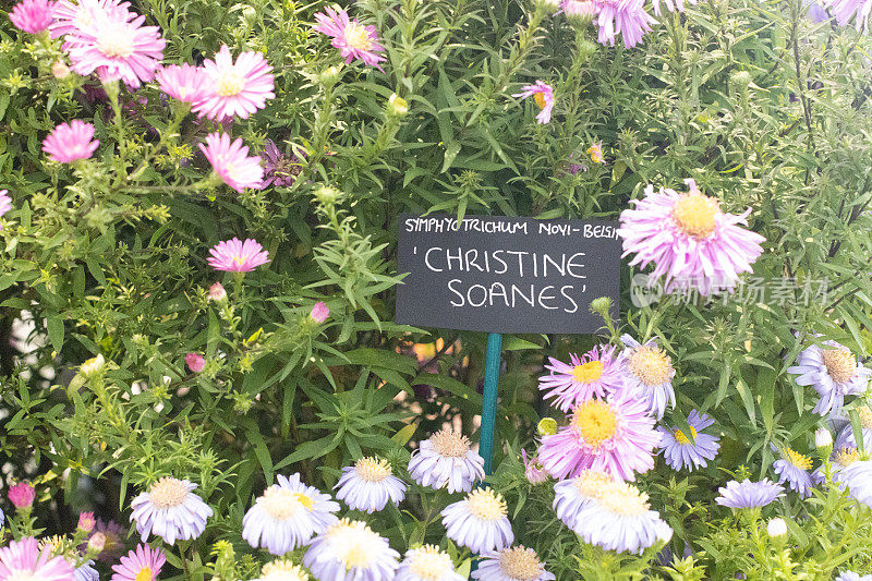 英国伦敦的Symphyotrichum novi-比利时“Christine Soanes”